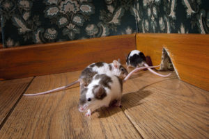 Read more about the article House Mice
