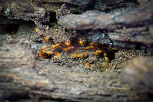 Read more about the article Termites