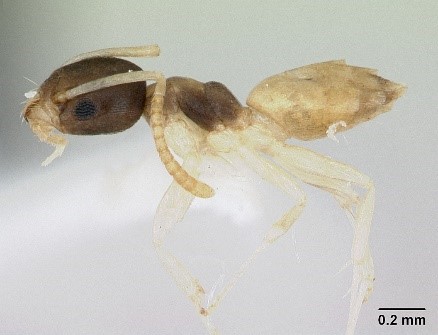 Read more about the article Ghost Ant
