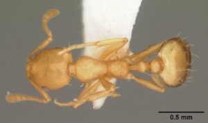 Read more about the article Pharaoh ant
