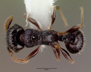 Read more about the article Pavement Ant