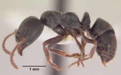Read more about the article Acrobat Ant