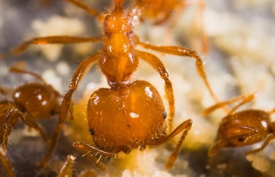 You are currently viewing Tropical Fire Ant or Ginger Ant