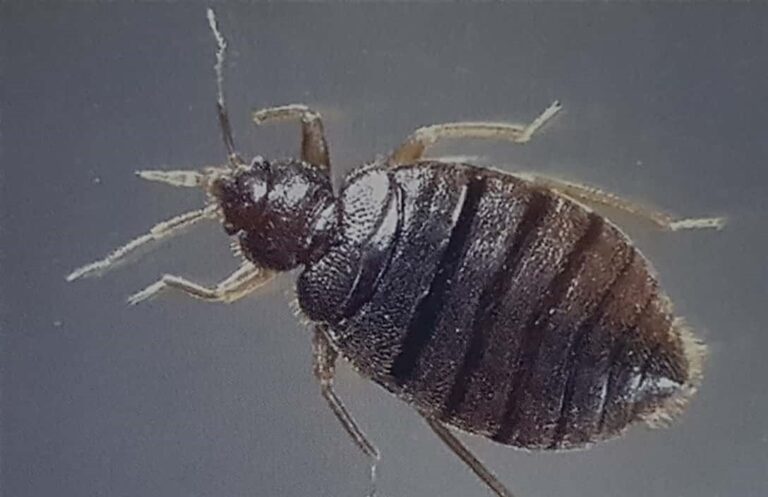 Bed Bugs: Insights, Risks, and Expert Pest Control | ETS