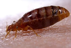 Read more about the article The common bed bug