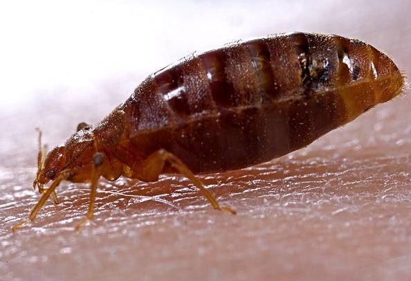 You are currently viewing The common bed bug