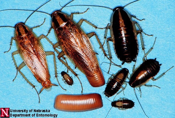 Read more about the article American Cockroach