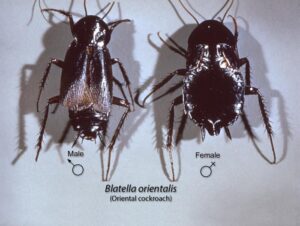Read more about the article Oriental Cockroach