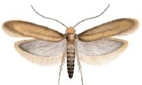 Read more about the article Webbing Clothes Moth