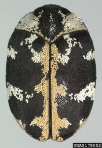 Read more about the article Common Carpet Beetle