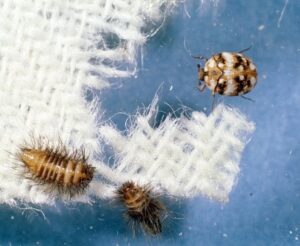 Read more about the article Fabric Insects
