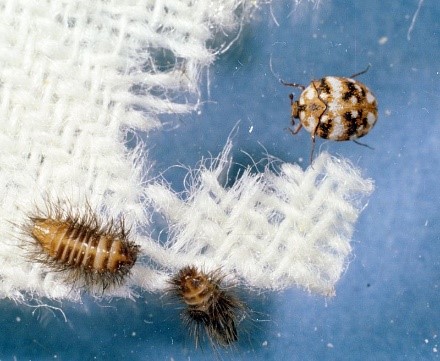 You are currently viewing Fabric Insects