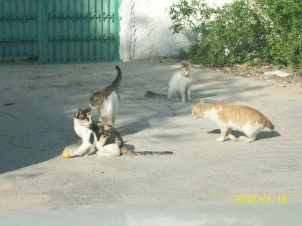 feral-and-stray-animal-control-services-in-dubai-uae-ETS