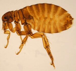 Read more about the article Fleas