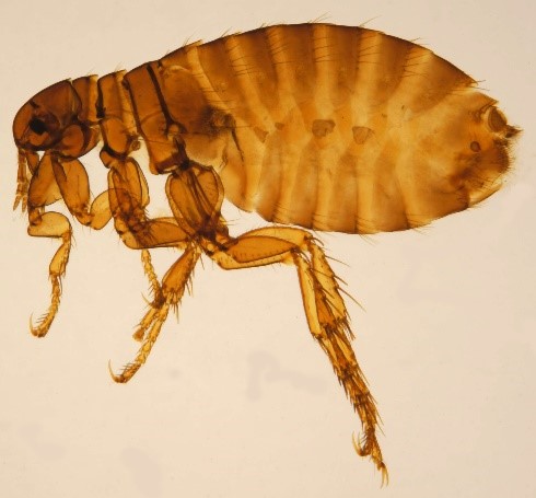 Read more about the article Fleas