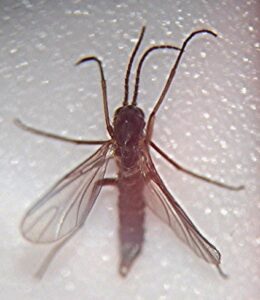 Read more about the article Fungus Gnat