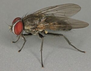 Read more about the article Little House Fly