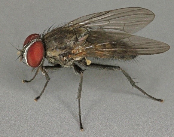 You are currently viewing Little House Fly