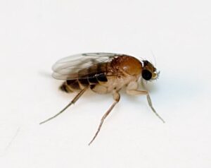 Read more about the article Phorid Fly or Humpbacked Fly