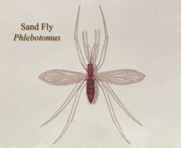 Sand Fly: Life Cycle, Behavior, And Health Implications 