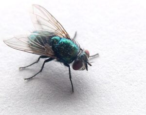 Read more about the article Blow Flies