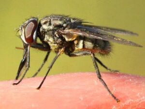 Read more about the article Stable Fly