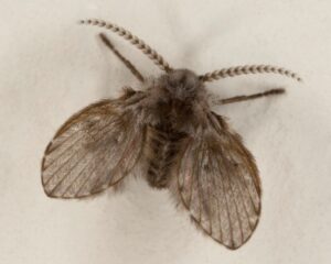 Read more about the article Drain Fly