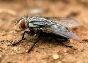 Read more about the article Flesh Fly