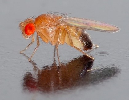 You are currently viewing Fruit Fly