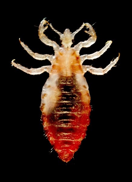 You are currently viewing Body Louse