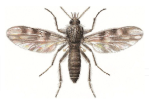 Read more about the article Biting Midges or Ceratopogonids Midges