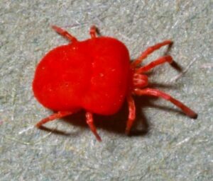 Read more about the article Harvest Mites or Chiggers
