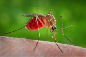 Read more about the article  Aedes Mosquito