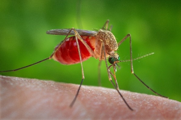 Read more about the article Mosquitoes