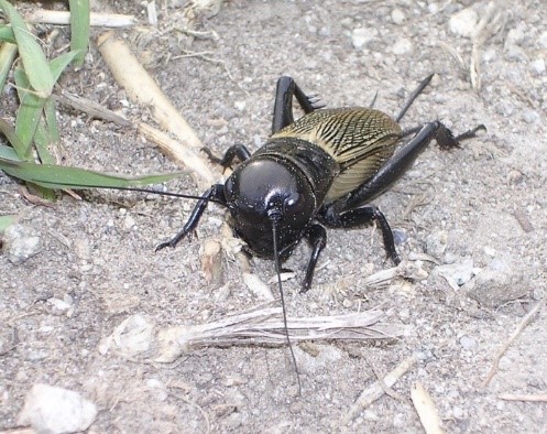 Read more about the article Field Cricket