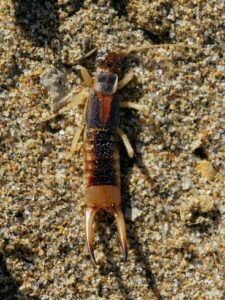 Read more about the article Striped Earwig, Riparian Earwig, or Common Brown Earwig