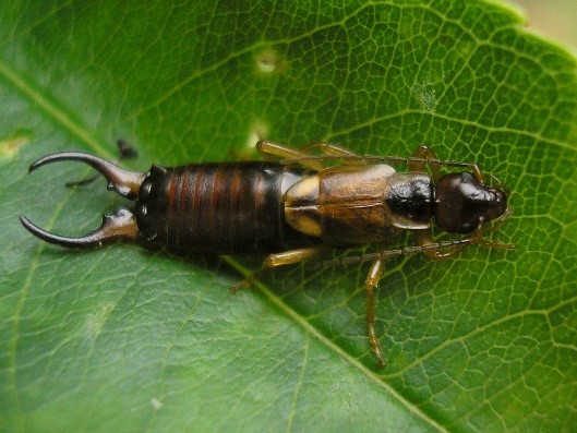 Read more about the article Common European earwig