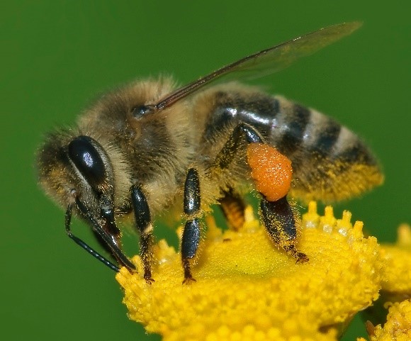 Read more about the article Honey Bee