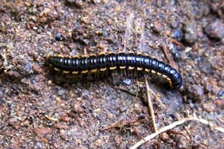 You are currently viewing Long-flange Millipede