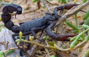 Read more about the article Arabian Fat-Tailed Scorpion or Black Scorpion