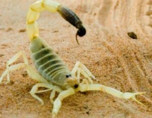Read more about the article Black Sting Scorpion