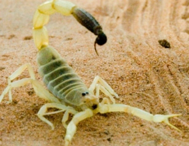 You are currently viewing Black Sting Scorpion