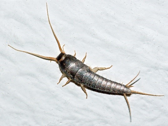 You are currently viewing Silverfish