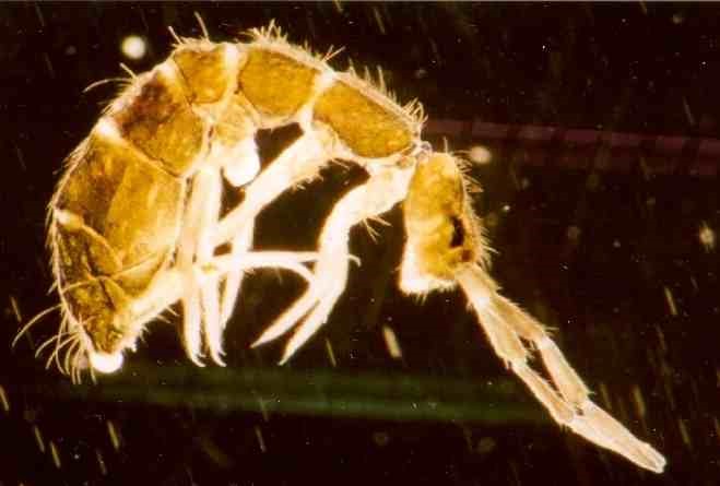 Read more about the article Common Springtail