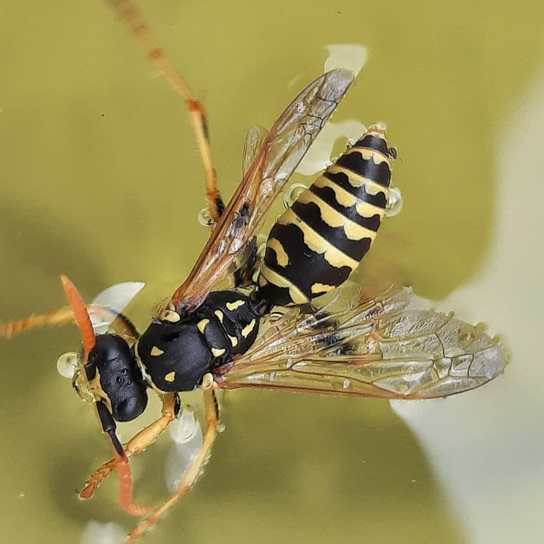 Read more about the article Paper Wasp