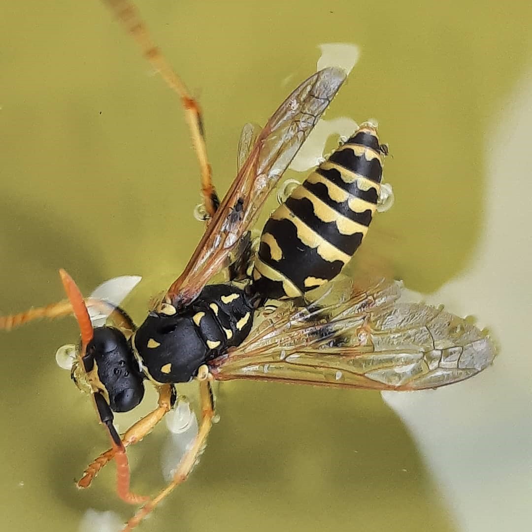 Discover Paper Wasps Behavior Life Cycle And Impact ETS
