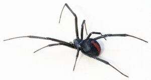 Read more about the article Red Back Spider or Back Widow Spider