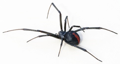 You are currently viewing Red Back Spider or Back Widow Spider