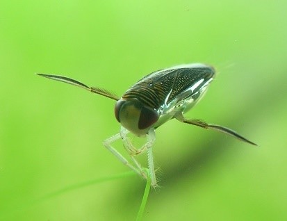 You are currently viewing Water Boatman