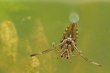 Read more about the article Common Backswimmer